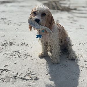 Meet your Posher, Lisa